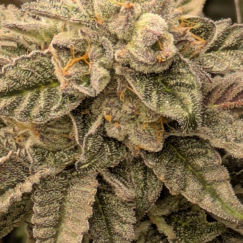Garlic Budder #1  growlog timeline photo