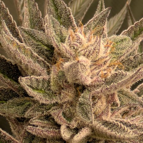 Garlic Budder #1  growlog timeline photo