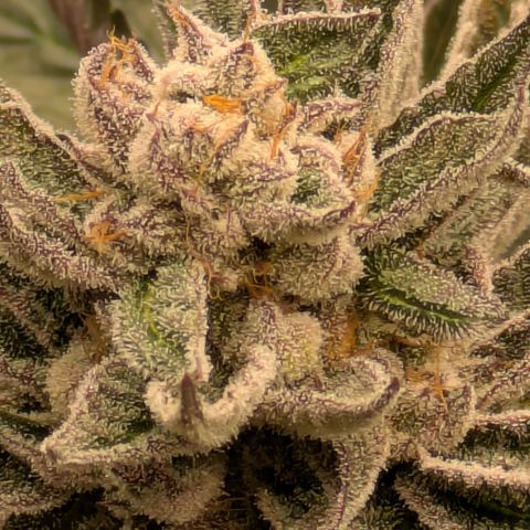 Garlic Budder #1  growlog timeline photo