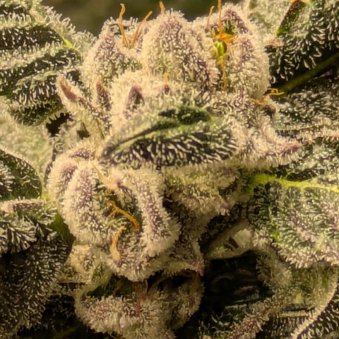 Garlic Budder #1  growlog timeline photo