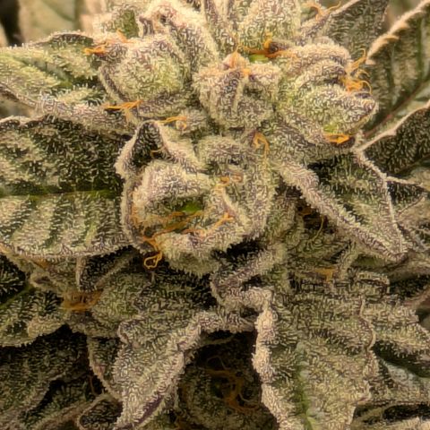 Garlic Budder #1  growlog timeline photo
