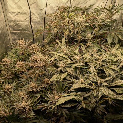 Garlic Budder #1  growlog timeline photo