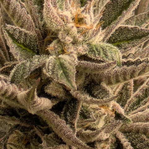 Garlic Budder #1  growlog timeline photo