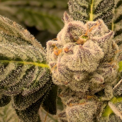 Garlic Budder #1  growlog timeline photo