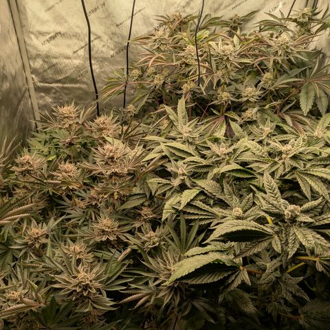 Garlic Budder #1  growlog timeline photo