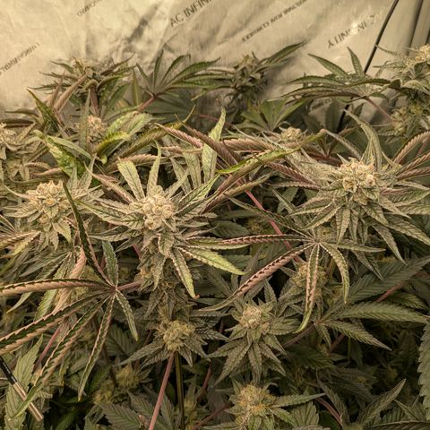 Garlic Budder #1  growlog timeline photo