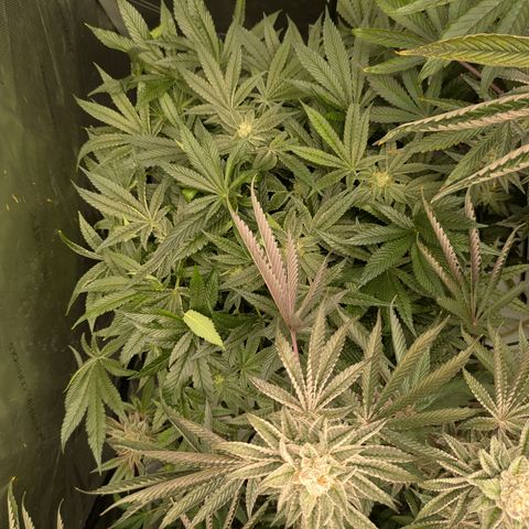 Garlic Budder #1  growlog timeline photo