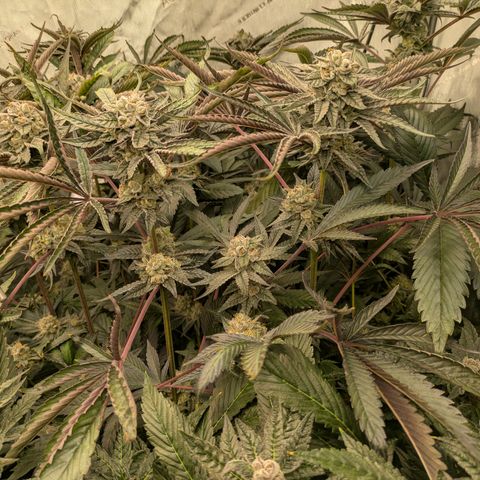Garlic Budder #1  growlog timeline photo