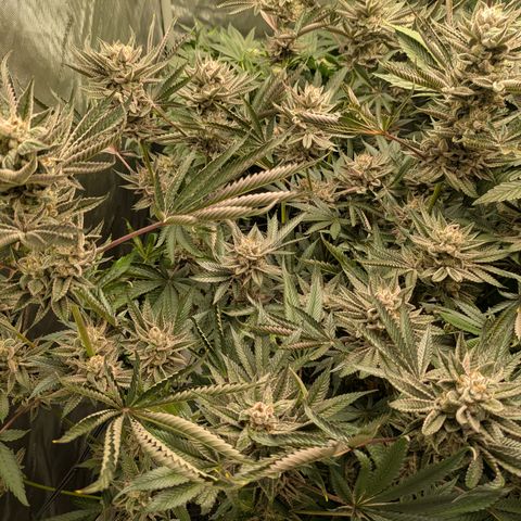 Garlic Budder #1  growlog timeline photo
