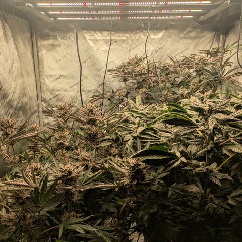 Garlic Budder #1  growlog timeline photo