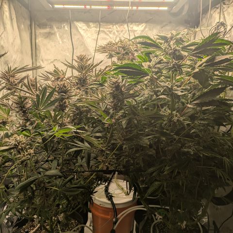 Garlic Budder #1  growlog timeline photo