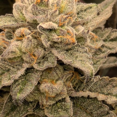 Garlic Budder #1  growlog timeline photo