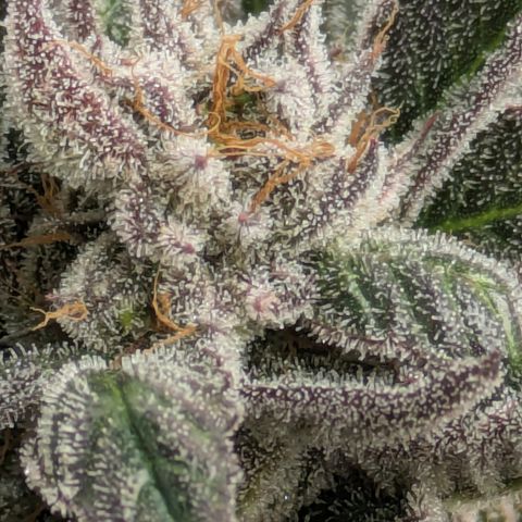 Garlic Budder #1  growlog timeline photo