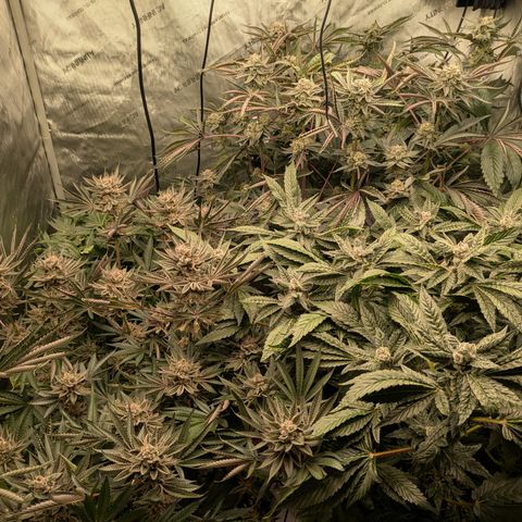 Garlic Budder #1  growlog timeline photo