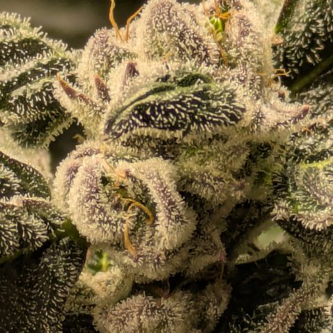 Garlic Budder #1  growlog timeline photo