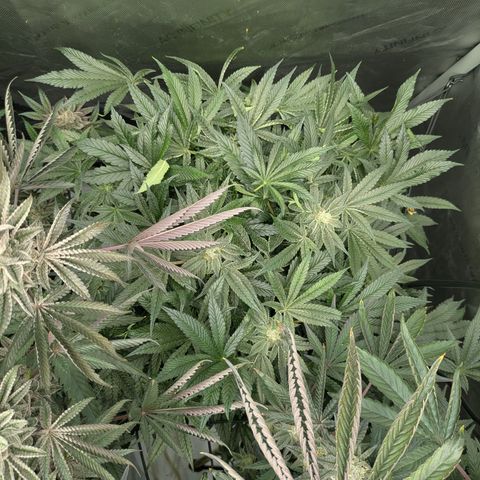 Garlic Budder #1  growlog timeline photo