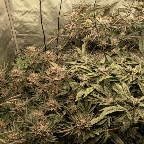 Garlic Budder #1  growlog timeline photo