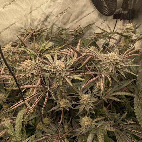 Garlic Budder #1  growlog timeline photo