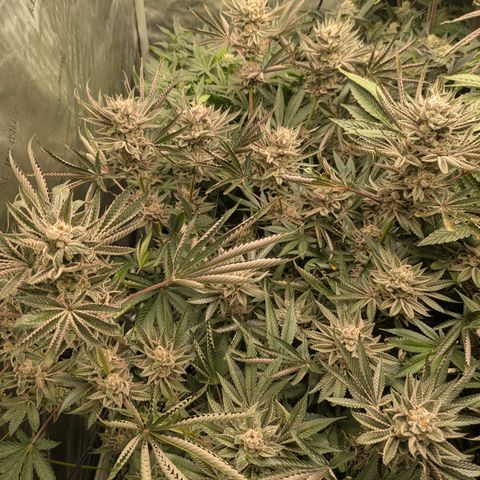 Garlic Budder #1  growlog timeline photo