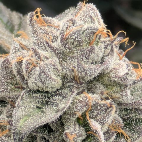 Garlic Budder #1  growlog timeline photo