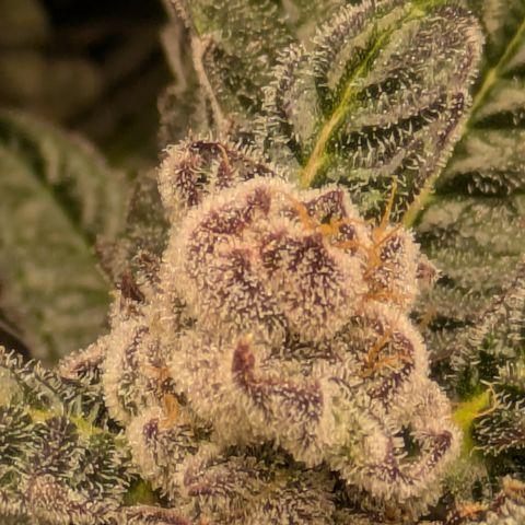 Garlic Budder #1  growlog timeline photo