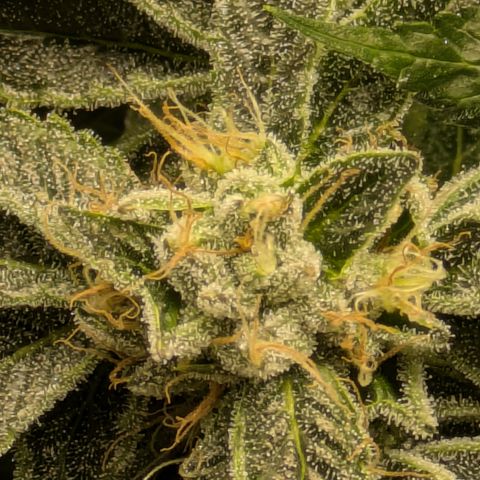 Garlic Budder #1  growlog timeline photo