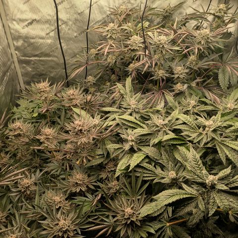 Garlic Budder #1  growlog timeline photo