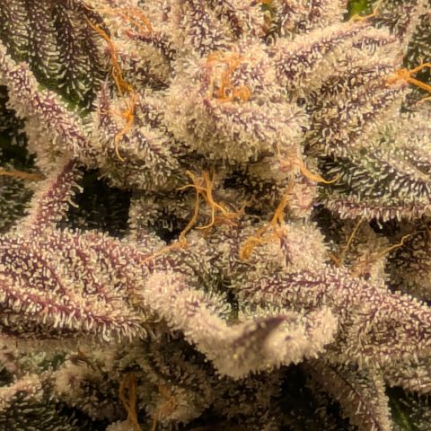 Garlic Budder #1  growlog timeline photo