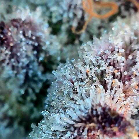 Garlic Budder #1  growlog timeline photo
