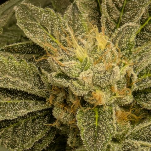 Garlic Budder #1  growlog timeline photo