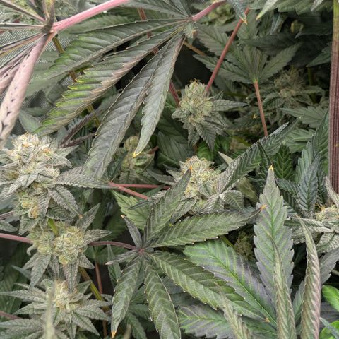 Garlic Budder #1  growlog timeline photo