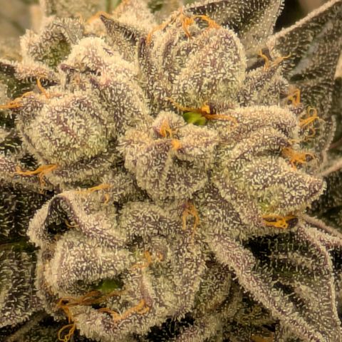 Garlic Budder #1  growlog timeline photo