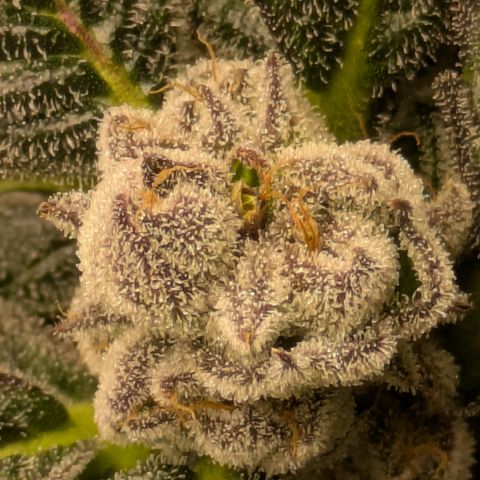 Garlic Budder #1  growlog timeline photo