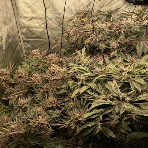 Garlic Budder #1  growlog timeline photo