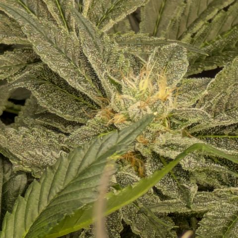 Garlic Budder #1  growlog timeline photo