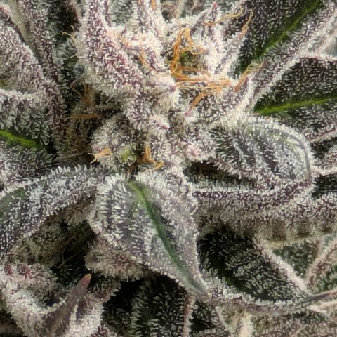 Garlic Budder #1  growlog timeline photo