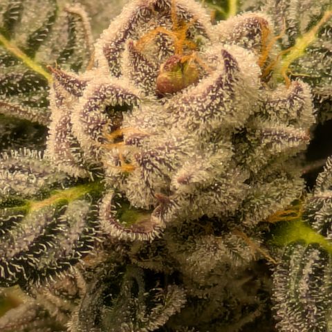 Garlic Budder #1  growlog timeline photo