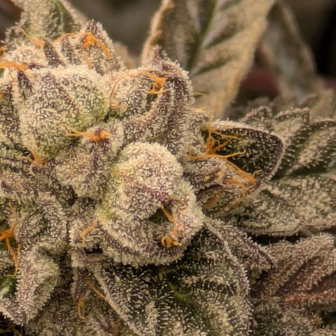 Garlic Budder #1  growlog timeline photo