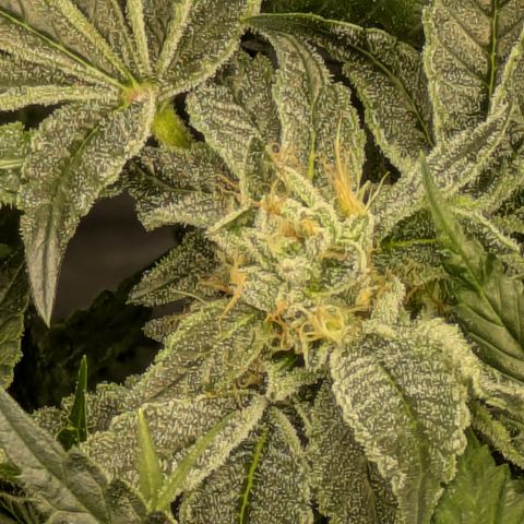 Garlic Budder #1  growlog timeline photo