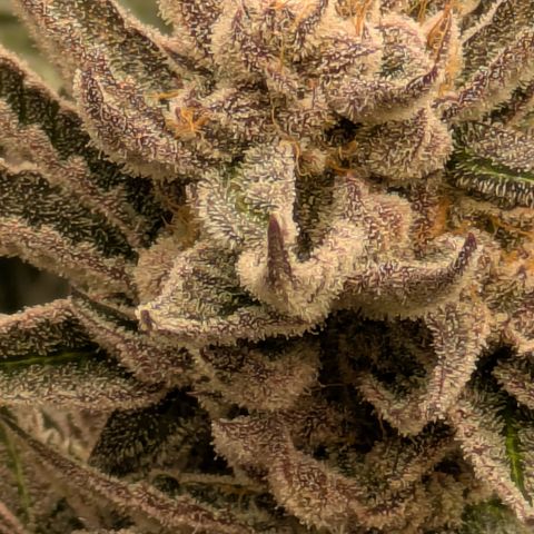Garlic Budder #1  growlog timeline photo