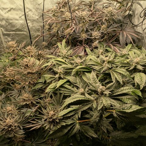 Garlic Budder #1  growlog photo: 1 week till chop