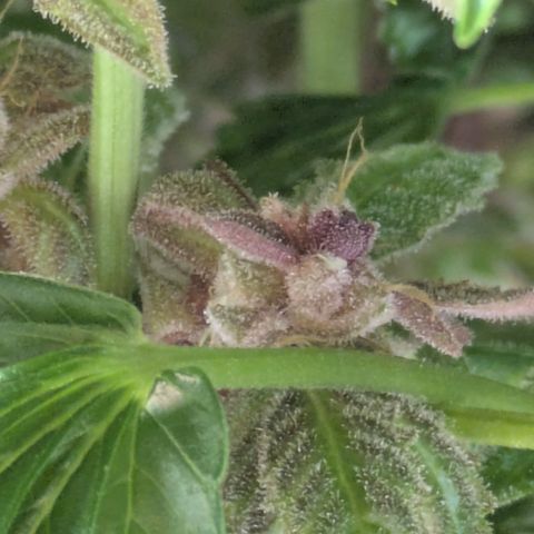 Garlic Budder #1  growlog photo: 1 week till chop
