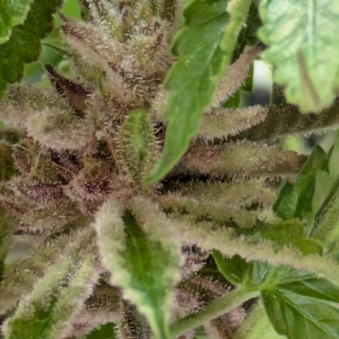 Garlic Budder #1  growlog photo: 1 week till chop