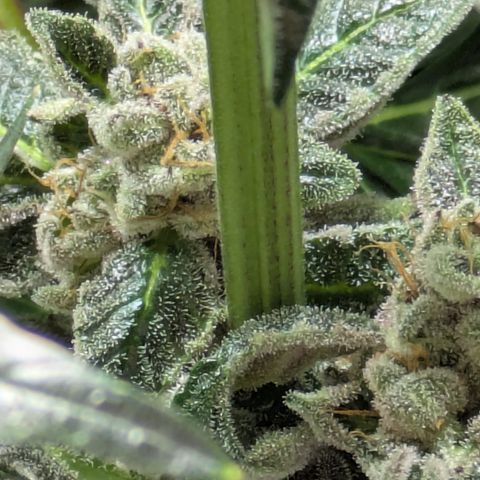Garlic Budder #1  growlog photo: 1 week till chop