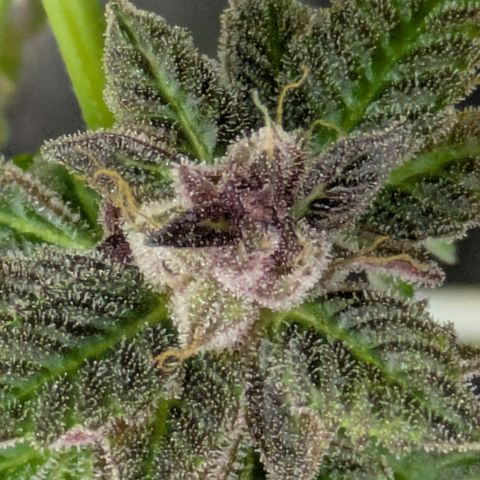 Garlic Budder #1  growlog photo: 1 week till chop