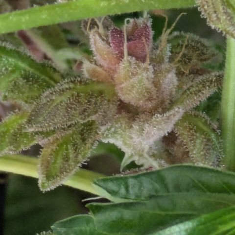 Garlic Budder #1  growlog photo: 1 week till chop