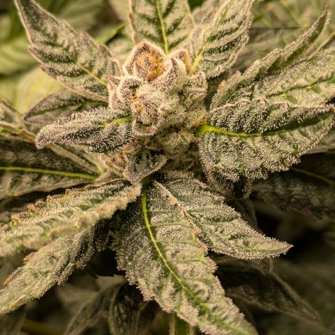 Garlic Budder #1  growlog timeline photo
