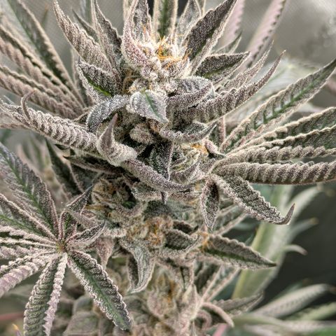 Garlic Budder #1  growlog timeline photo
