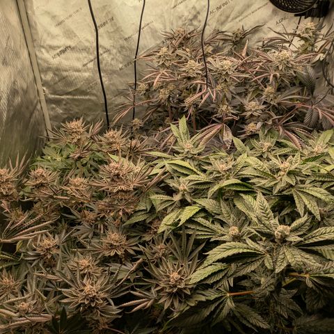Garlic Budder #1  growlog timeline photo