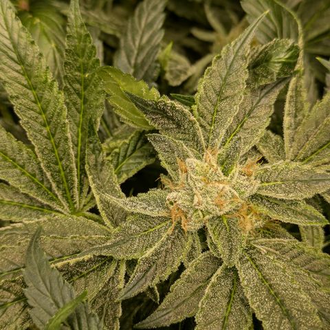 Garlic Budder #1  growlog timeline photo
